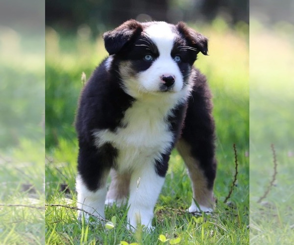 Medium Photo #3 Australian Shepherd Puppy For Sale in CHEHALIS, WA, USA