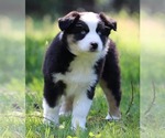 Small Photo #3 Australian Shepherd Puppy For Sale in CHEHALIS, WA, USA