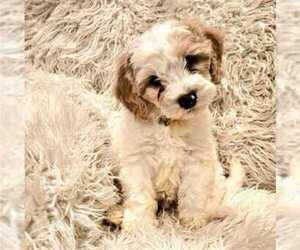 Cavapoo Puppy for Sale in MESA, Arizona USA