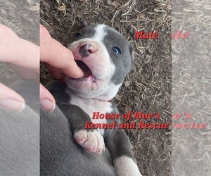 American Pit Bull Terrier Puppy for sale in DELAWARE, OH, USA