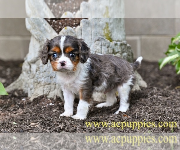 Medium Photo #2 Cavalier King Charles Spaniel Puppy For Sale in MILLERSBURG, OH, USA