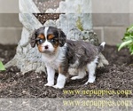 Small #1 Cavalier King Charles Spaniel