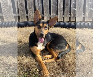 Mutt Dogs for adoption in Hillsboro, MO, USA