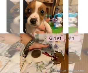 Jack Russell Terrier Puppy for sale in NACOGDOCHES, TX, USA