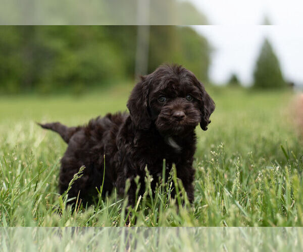 Medium Photo #8 Cocker Spaniel-Poodle (Miniature) Mix Puppy For Sale in WARSAW, IN, USA