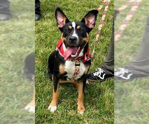 American Pit Bull Terrier-Unknown Mix Dogs for adoption in Louisville, KY, USA
