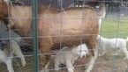 Small Photo #16 Anatolian Shepherd-Great Pyrenees Mix Puppy For Sale in CALVIN, OK, USA