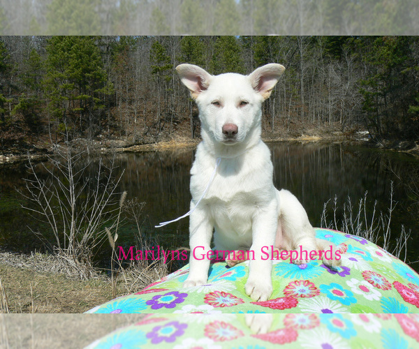 Medium Photo #3 German Shepherd Dog Puppy For Sale in PIEDMONT, MO, USA