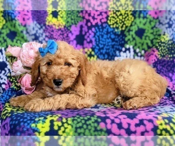 Medium Photo #5 Double Doodle Puppy For Sale in CHRISTIANA, PA, USA