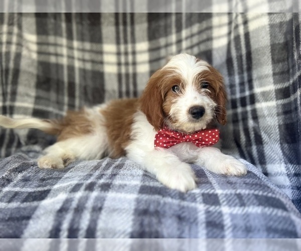 Medium Photo #3 Cavapoo Puppy For Sale in LAKELAND, FL, USA