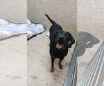 Small Rottweiler Mix