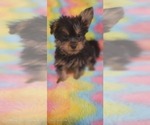 Small Photo #70 Yorkshire Terrier Puppy For Sale in AKRON, OH, USA