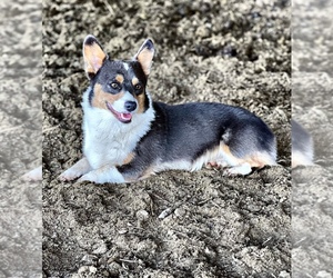 Father of the Pembroke Welsh Corgi puppies born on 05/07/2023