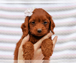 Small #3 Cavapoo-Poodle (Toy) Mix
