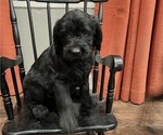 Small Photo #9 Labradoodle Puppy For Sale in CEDAR HILL, TX, USA