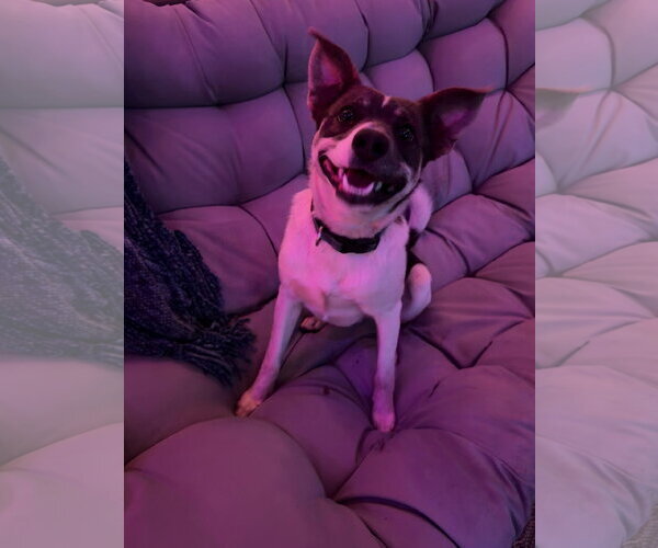 Medium Photo #4 Jack Russell Terrier-Unknown Mix Puppy For Sale in Holly Springs, NC, USA