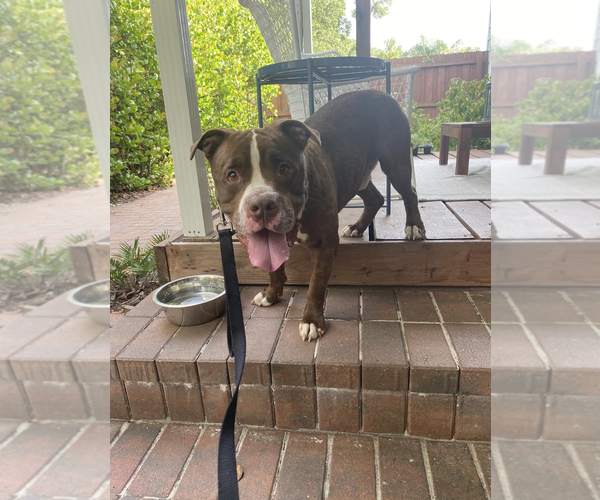 Medium Photo #3 Mutt Puppy For Sale in Rockville, MD, USA