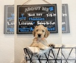 Puppy Puppy 7 Goldendoodle