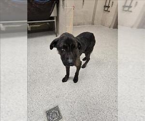 German Shepherd Dog-Unknown Mix Dogs for adoption in Conroe, TX, USA