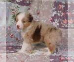 Small Photo #27 Miniature Australian Shepherd Puppy For Sale in HARRISON, OH, USA