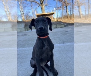 Great Dane Puppy for sale in GILLETT, PA, USA