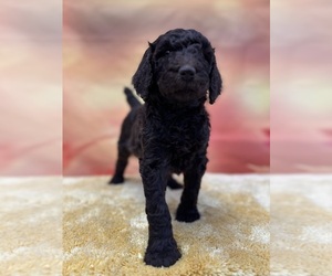 Poodle (Standard) Puppy for sale in ADAMSVILLE, TN, USA