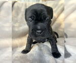 Small #1 Mutt