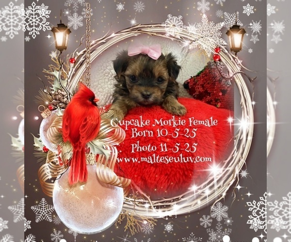 Medium Photo #1 Biewer Yorkie-Morkie Mix Puppy For Sale in SILVERHILL, AL, USA