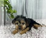Small Photo #6 Yorkshire Terrier Puppy For Sale in GREENWOOD, IN, USA