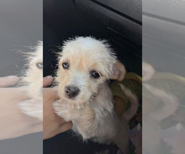 Medium Photo #3 Chi-Poo (Miniature) Puppy For Sale in San Diego, CA, USA