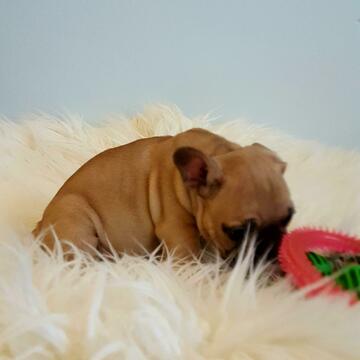 Medium Photo #5 French Bulldog Puppy For Sale in ARLETA, CA, USA