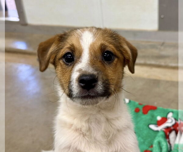 Medium Photo #6 Jack Russell Terrier-Unknown Mix Puppy For Sale in Cave Creek, AZ, USA