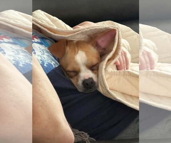 Medium Photo #4 Chihuahua Puppy For Sale in Cranford, NJ, USA