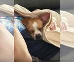 Small #3 Chihuahua