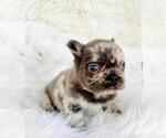 Puppy Puppy 5 French Bulldog
