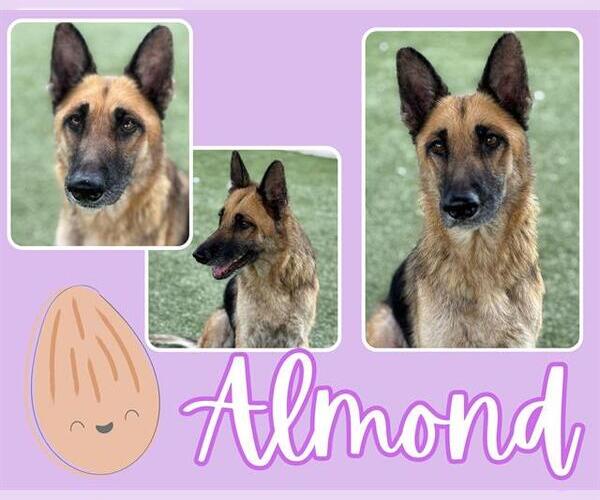 Medium Photo #2 German Shepherd Dog Puppy For Sale in Pearland, TX, USA