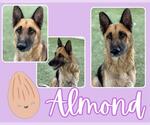 Small #1 German Shepherd Dog