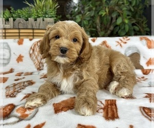 Cock-A-Poo Puppy for sale in GREENFIELD, IN, USA