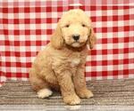 Small Photo #5 Labradoodle Puppy For Sale in SHAWNEE, OK, USA