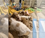 Small #23 Goldendoodle (Miniature)