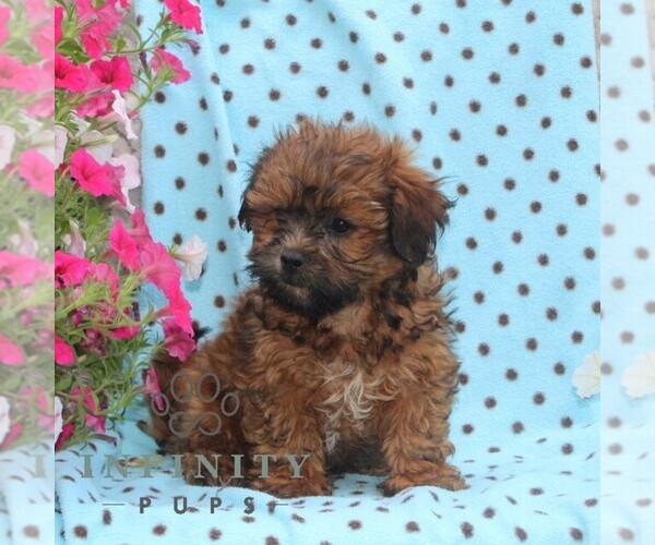 Medium Photo #2 Zuchon Puppy For Sale in RISING SUN, MD, USA