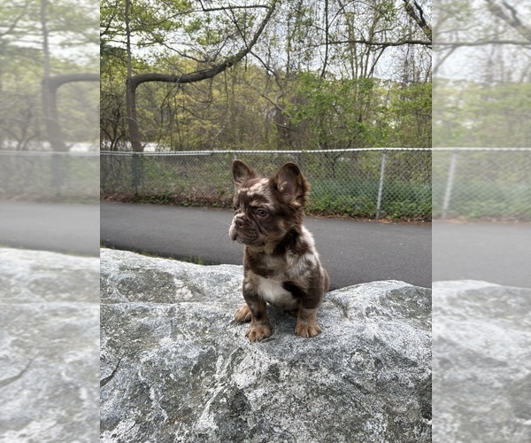Medium Photo #1 French Bulldog Puppy For Sale in ORLANDO, FL, USA