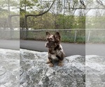 Image preview for Ad Listing. Nickname: Snickers