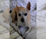 Small Italian Greyhuahua