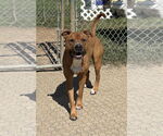 Small #2 American Pit Bull Terrier Mix