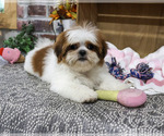 Small Photo #3 Shih Tzu Puppy For Sale in SYRACUSE, IN, USA