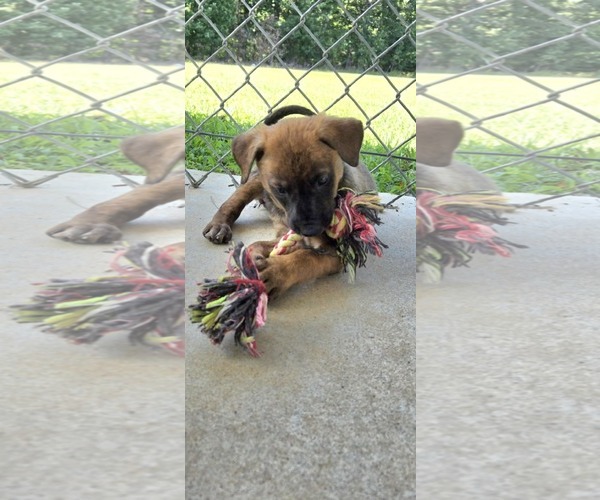 Medium Photo #3 Labrador Retriever-Unknown Mix Puppy For Sale in Rustburg, VA, USA