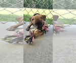 Small #2 Labrador Retriever Mix