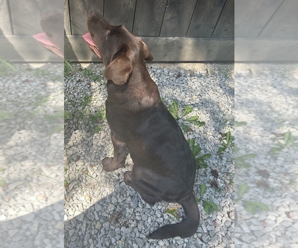 Medium Photo #6 Labrador Retriever Puppy For Sale in FENELTON, PA, USA