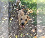 Small #1 Jack Russell Terrier-Parson Russell Terrier Mix